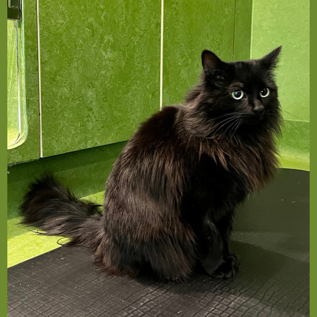 Photo of Monsieur Chat