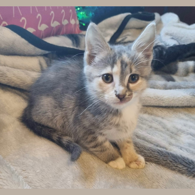 Photo of Gentleheart (Gingerbread)