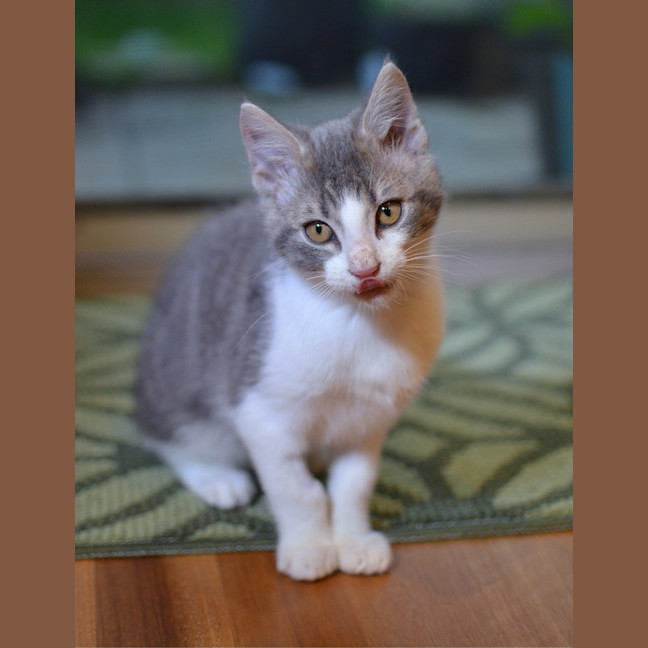 Photo of Slinky (Was Bacon)