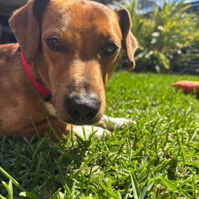 Photo of Archie