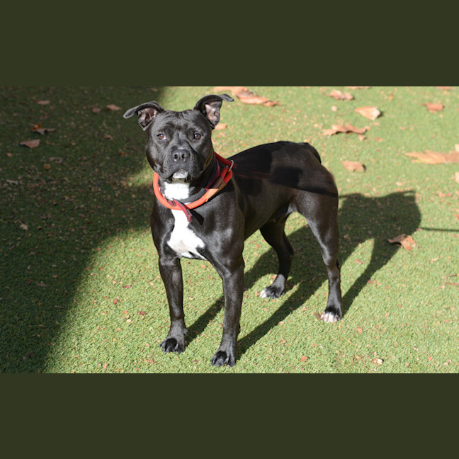 Photo of Pip