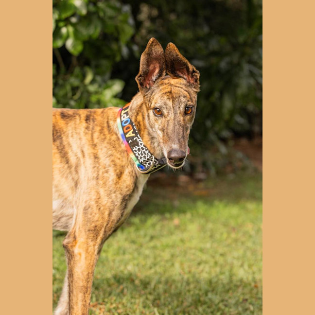 Photo of Candy 🍭   The Greyhound