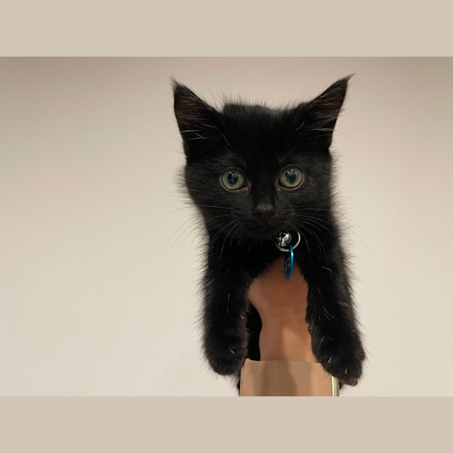 Photo of Clyde