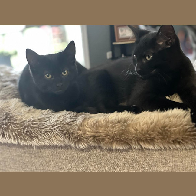 Photo of Pepper
