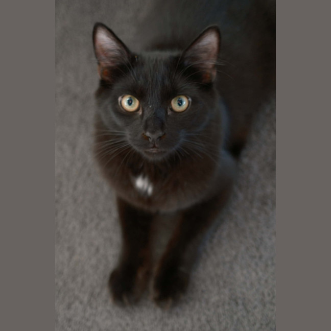 Photo of Tippa & Sooty   7 Month Old Domestic Medium Hair