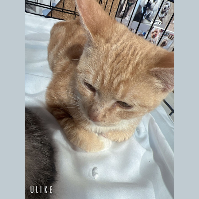 Photo of Bumble