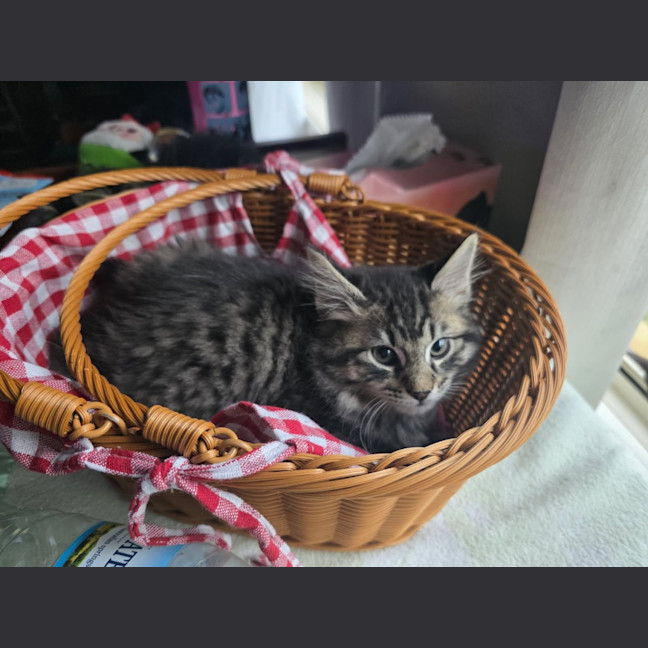 Photo of Talon