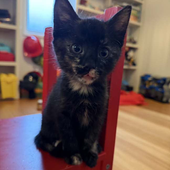 Photo of Harriet