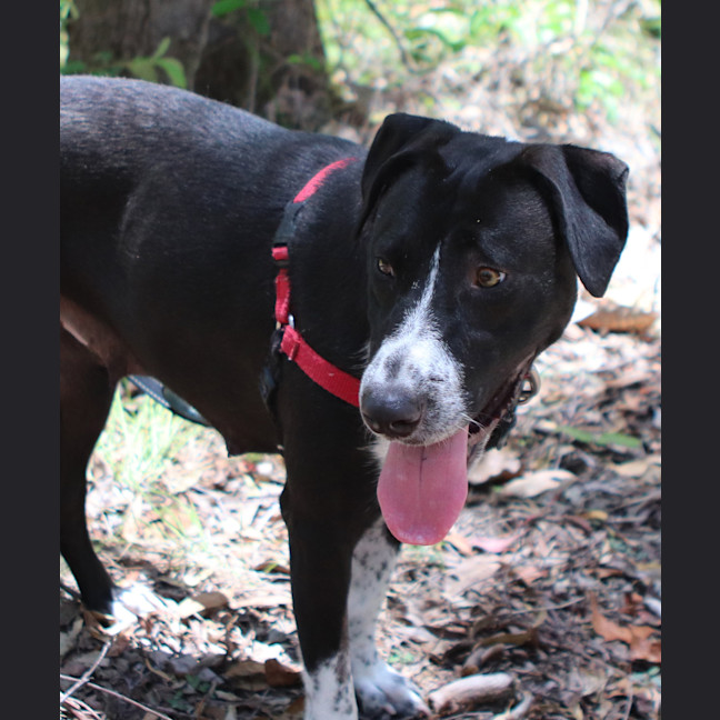 Photo of Oreo