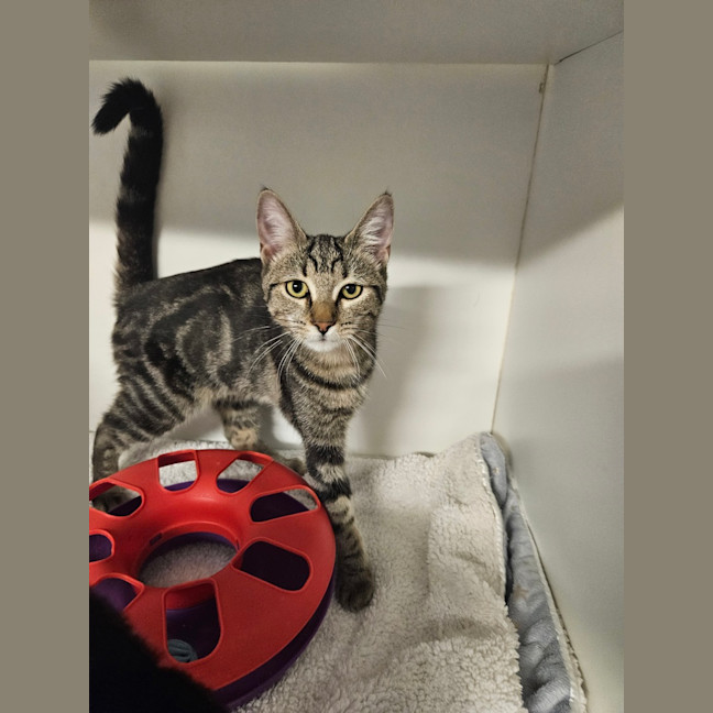 Photo of Cleo Cat Ra