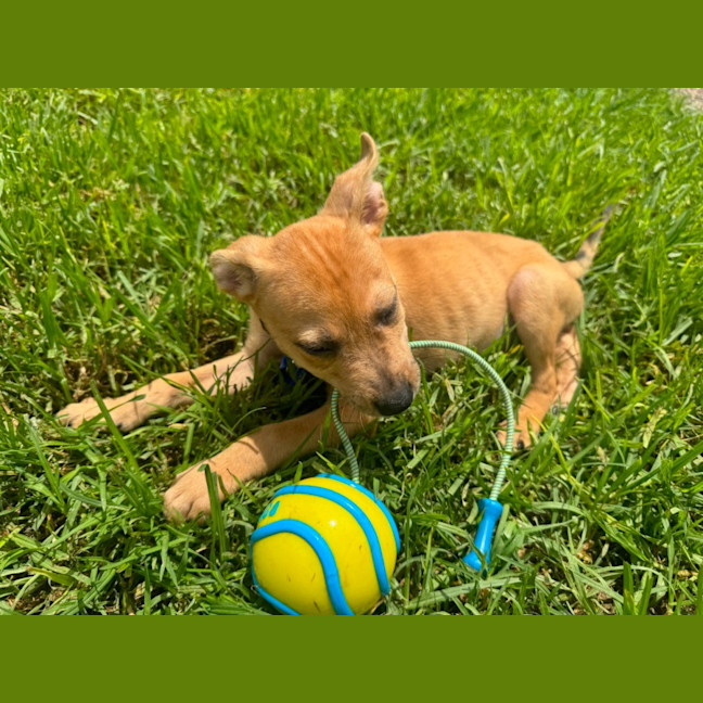 Photo of Juan   11 Week Old Staffy X