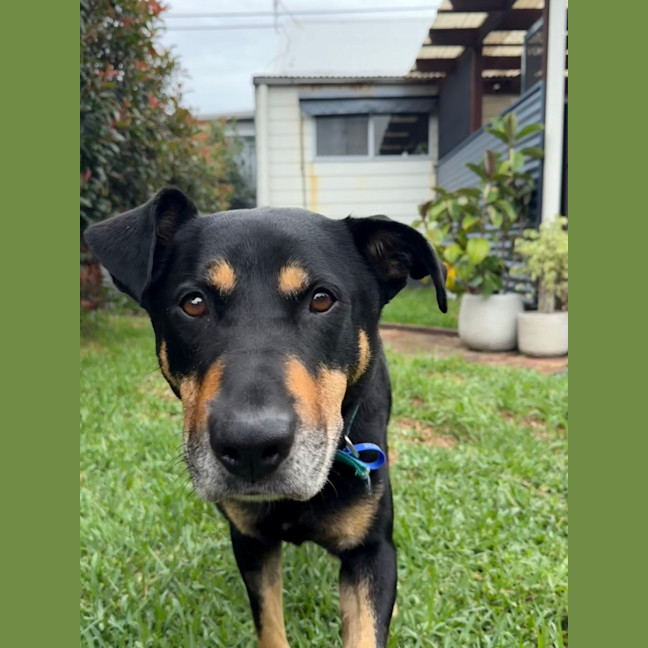Photo of Charlie   8 Year Old Kelpie X