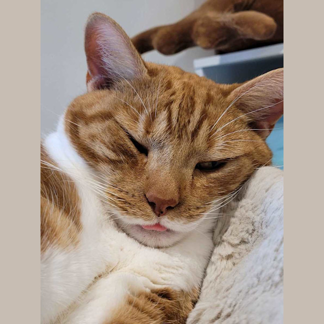 Photo of Ginger 