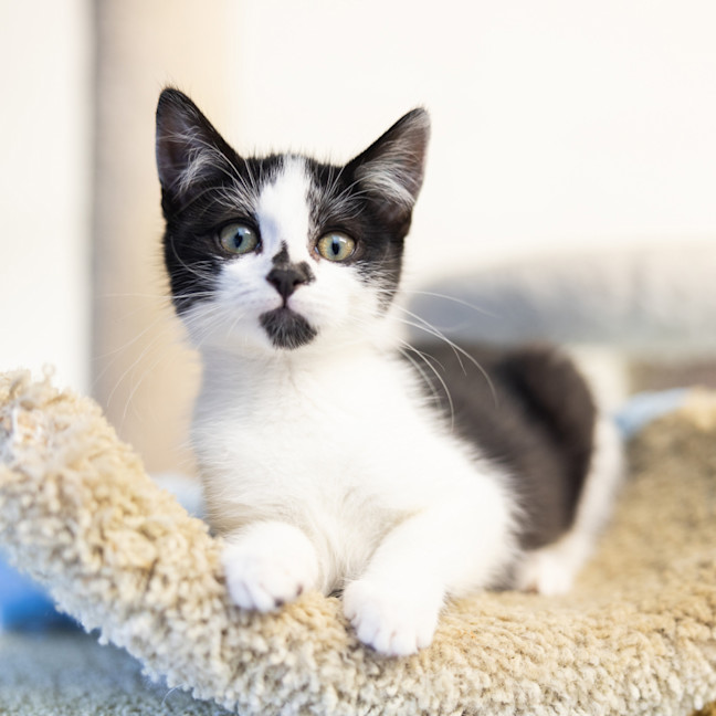 Photo of Maverick