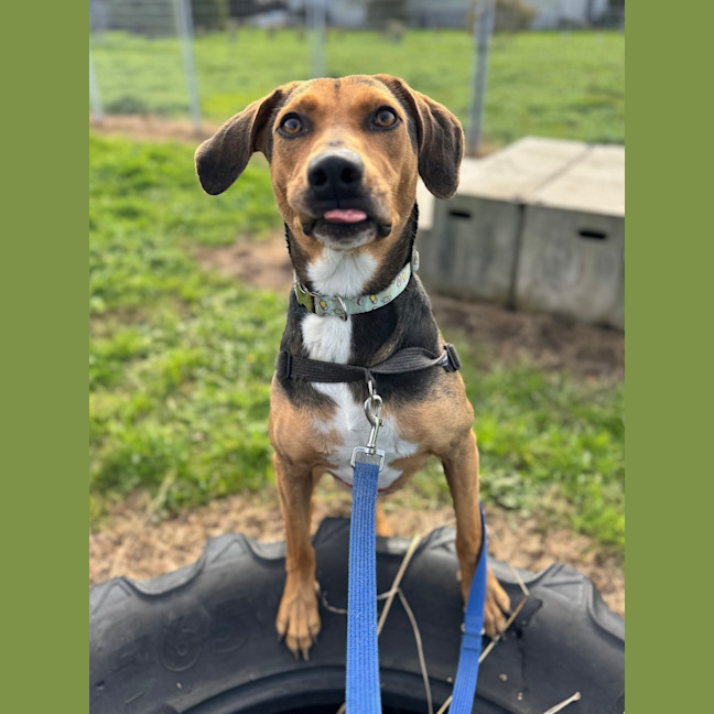 Photo of Scout