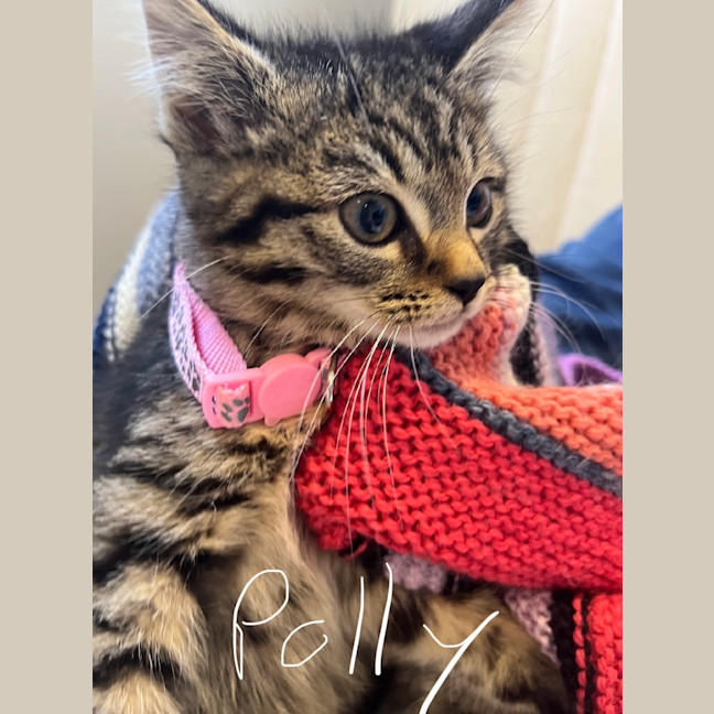Photo of Polly