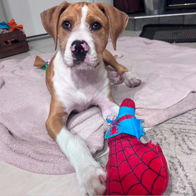 Photo of Sparky