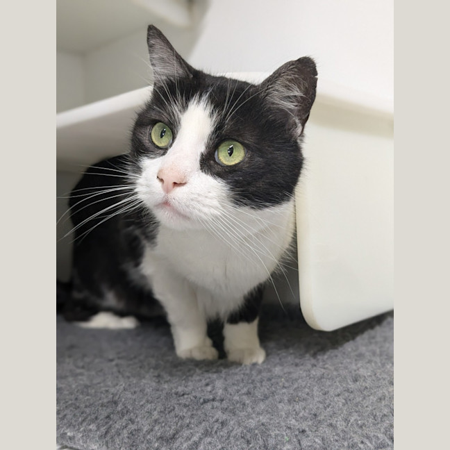 Photo of 🐦 Carlo 5437 🐦