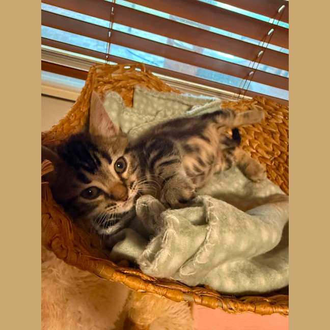 Photo of Zorro