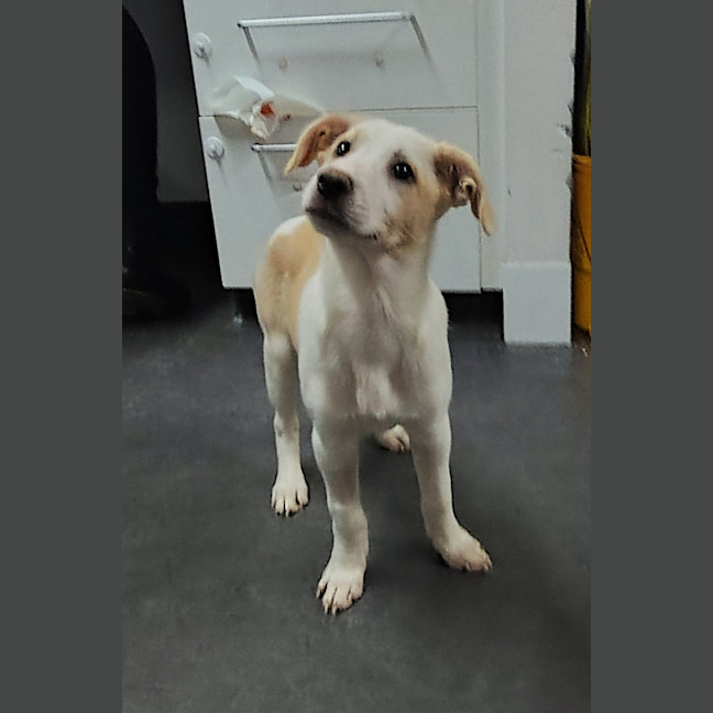 Photo of Daisy