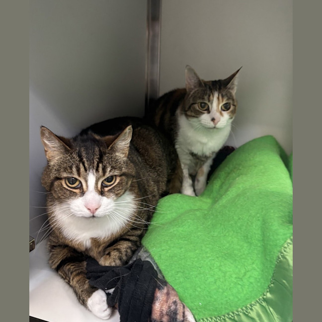 Photo of Millie (Bonded To Milo)