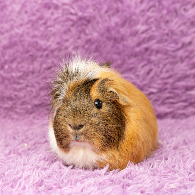 Photo of Chip