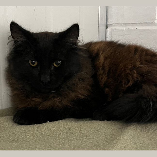 Photo of Nox