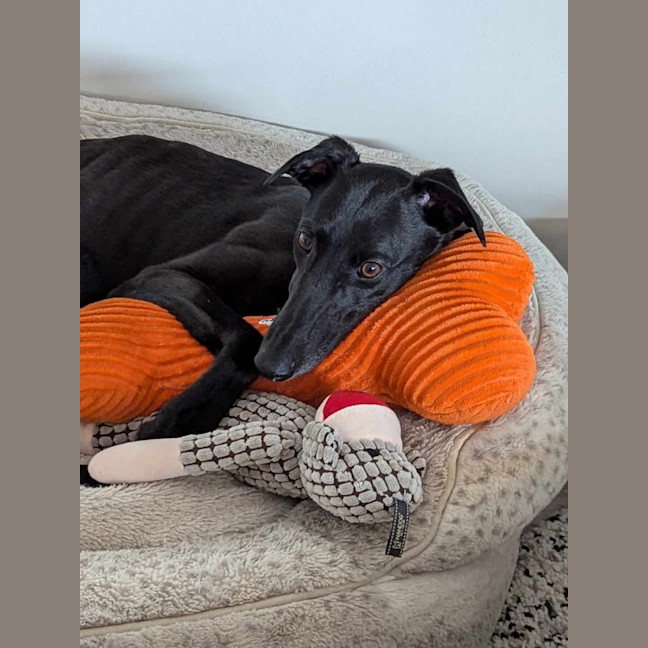 Photo of Bronte, Young Greyhound
