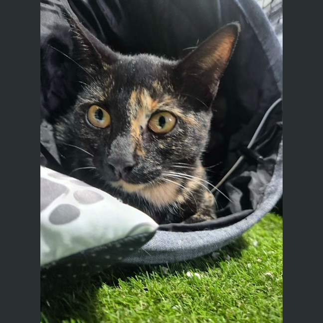 Photo of Ember