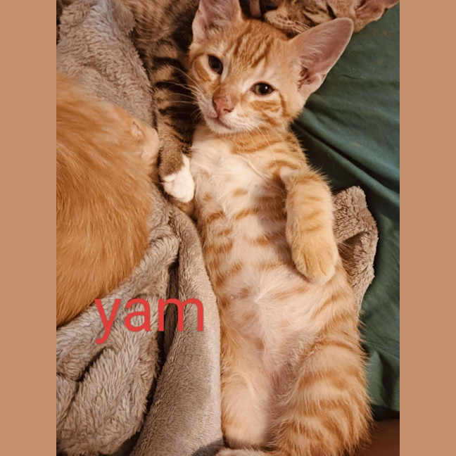Photo of Yam
