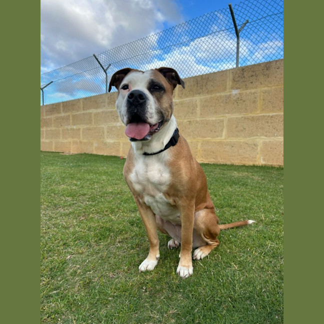Photo of Shelby