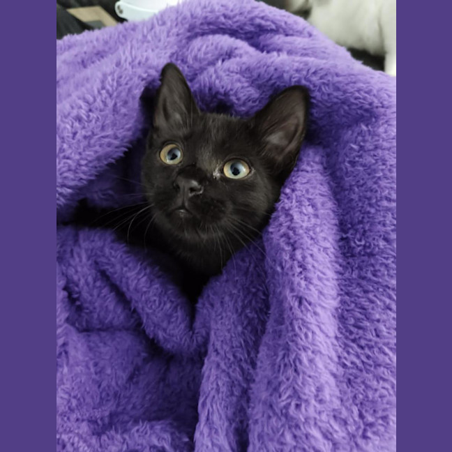 Photo of Knight