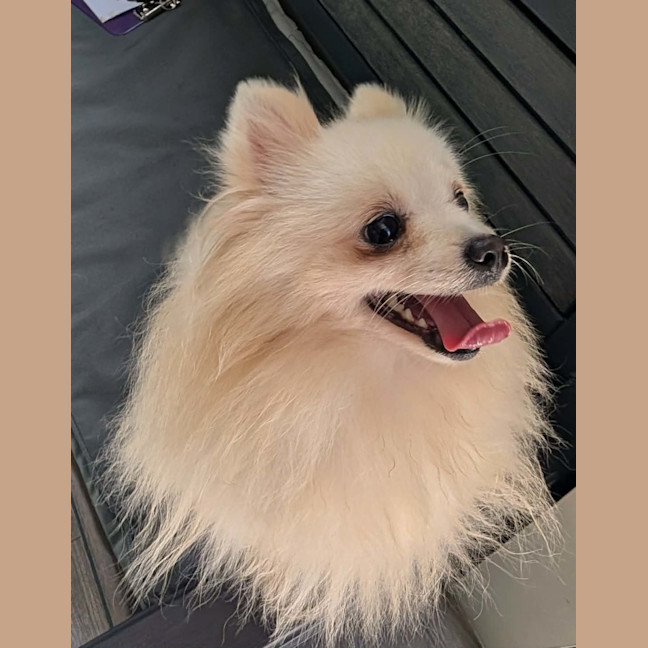 Photo of Mochi