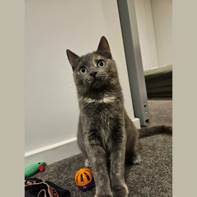Photo of Sugar *9 Lives Project Rescue*