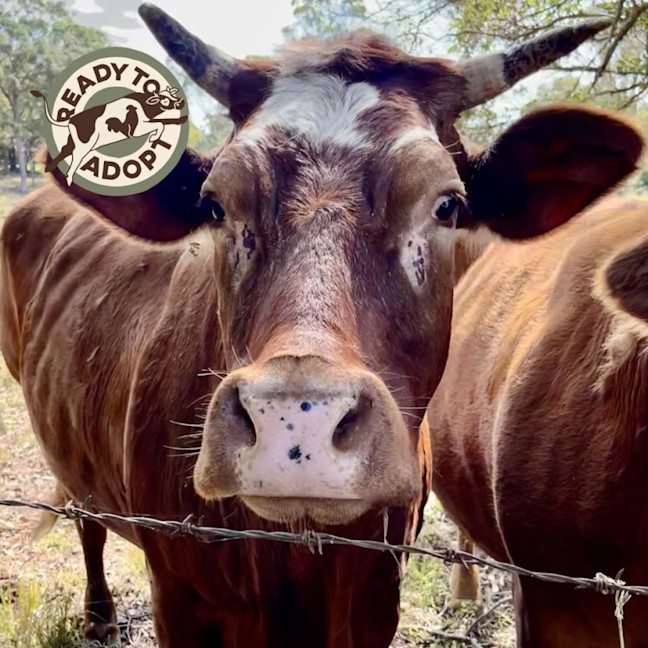 Photo of Family Of Cows