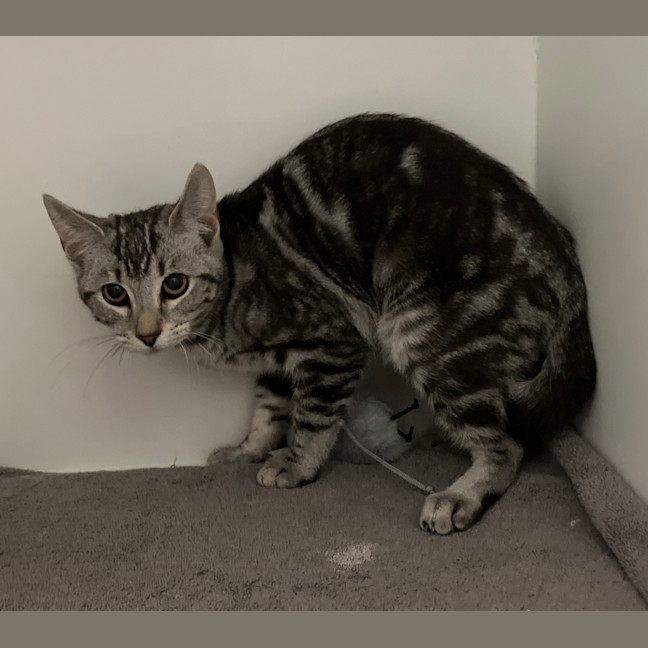 Photo of Silver