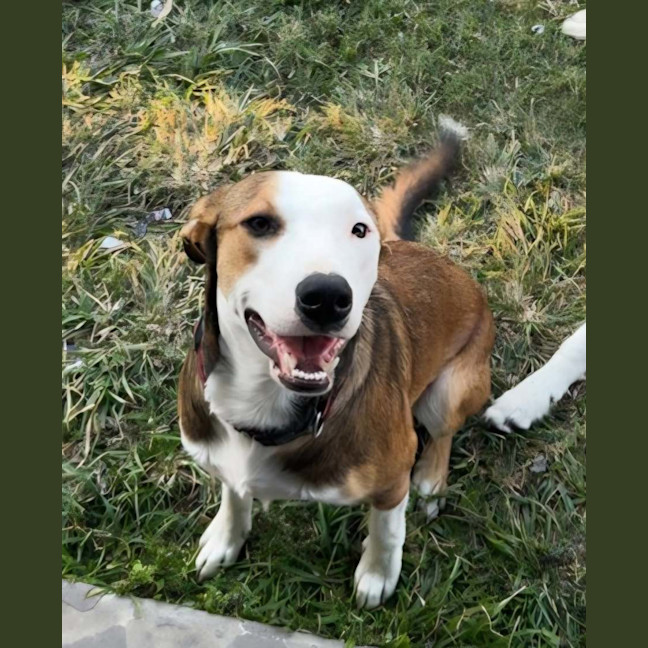 Photo of Turbo