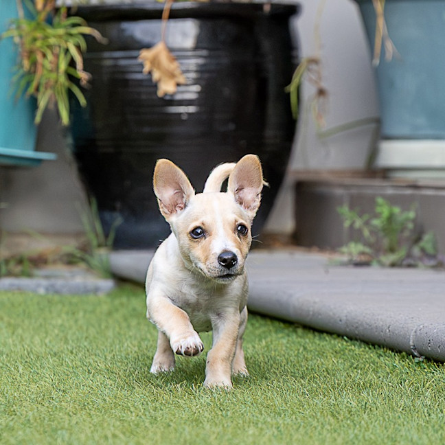 Photo of Daisy
