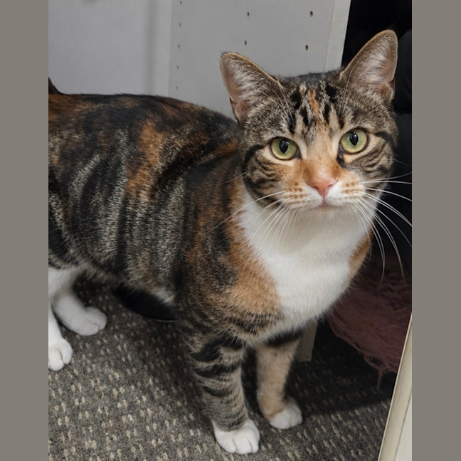 Photo of Syrup   6 Year Old Domestic Short Hair
