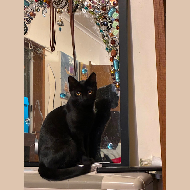 Photo of Willow