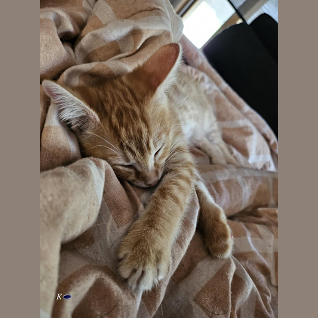 Photo of Monty Meet Me@Petstock Keysborough Storw