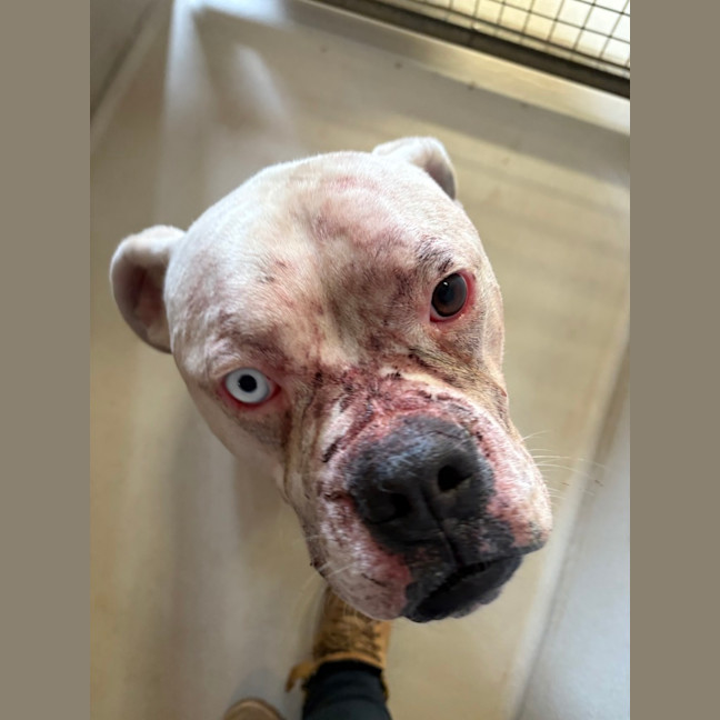 Photo of Patches/Gary