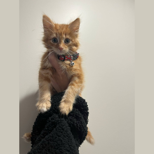 Photo of Buddy   Located In Pakenham