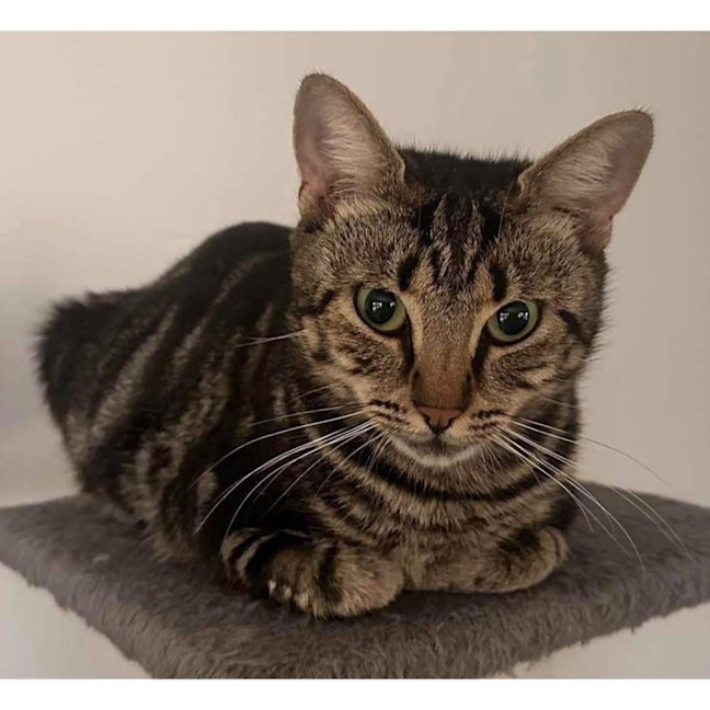 Photo of 12207   Callie