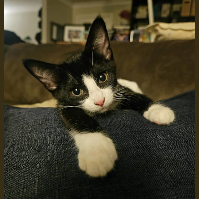 Photo of Ash