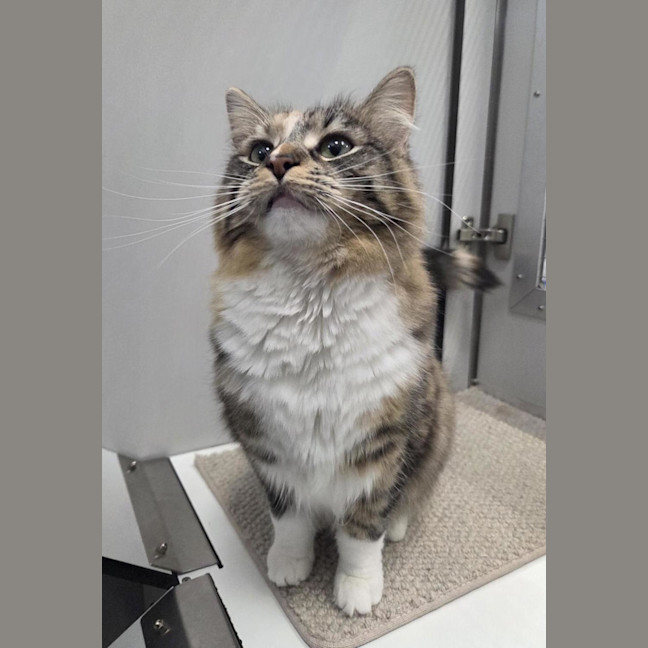 Photo of Polly (Bonded To Cassie)