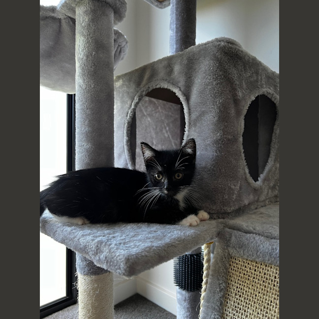 Photo of Checkers