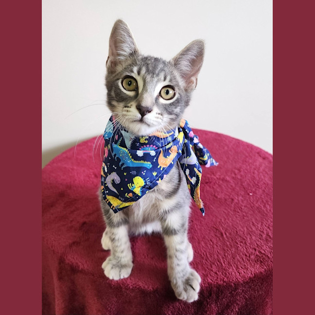 Photo of Blitzen