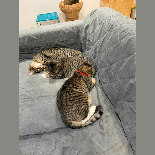 Photo of Ron (Weasley) Of Harry Potter Fame