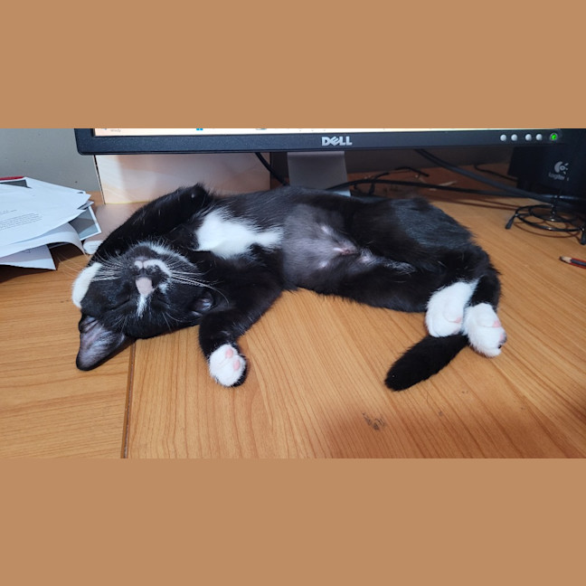 Photo of Shelby